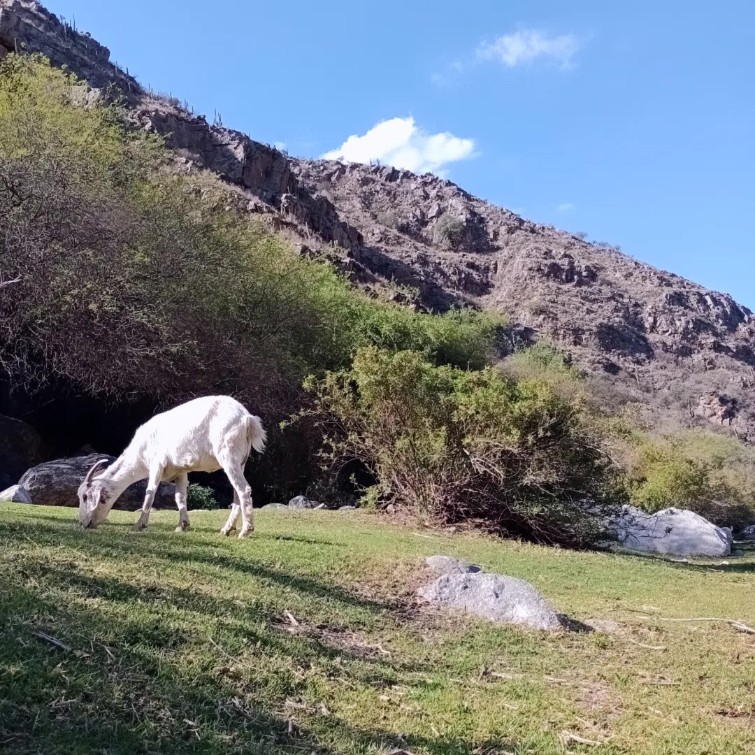 Glamping Las Higueras